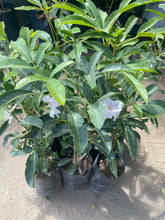 Pink Trumpet (Tabebuia heterophylla)