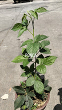 Ponca Thornless Blackberry