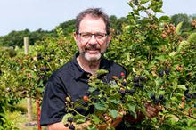 Ponca Thornless Blackberry
