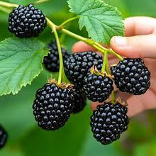 Ponca Thornless Blackberry