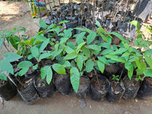 Pulasan