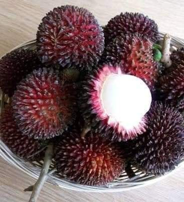 Pulasan