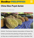 Durian grafted seedling (Puyat variety)