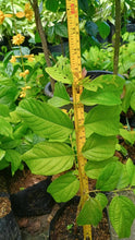 Rangoon Creeper Vine