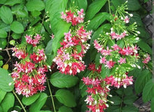 Rangoon Creeper Vine