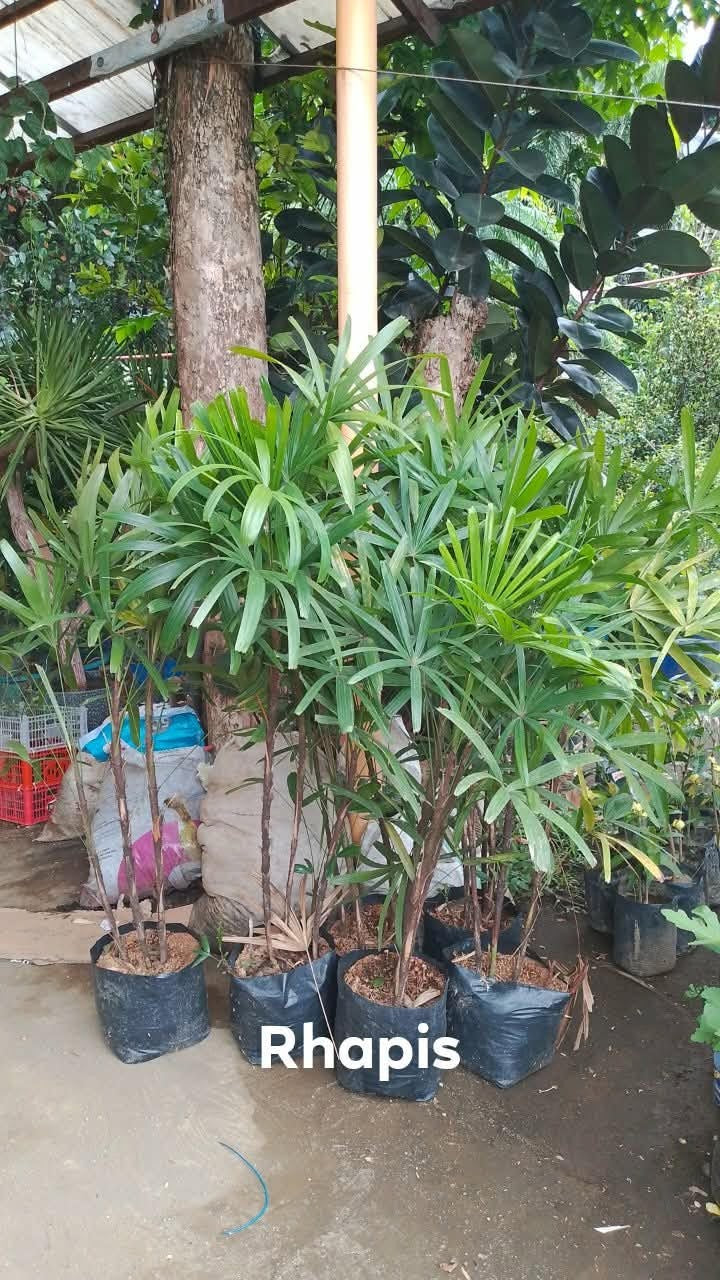 Rhapis Excelsa / Lady Palm