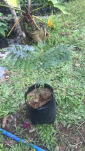 Jacaranda Tree