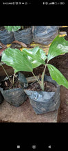 Kaong / Sugar Palm seedling