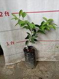 Navel Orange Grafted Seedlings ~2ft