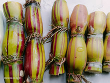 Hawaiian Hilo Buddha Sugarcane