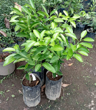 Valencia Orange Grafted Seedlings XL ~2 to 3 ft