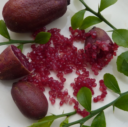 Red Finger Lime / Caviar Lime, grafted