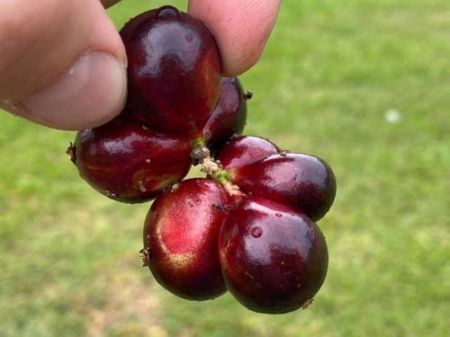 Jaboticaba / Brazillian Grapes (Red Hybrid variety)