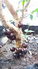 Jaboticaba / Brazillian Grapes (Red Hybrid variety)