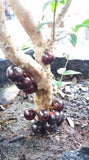 Jaboticaba / Brazillian Grapes (Red Hybrid variety)