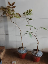 Ruby Longan / Red Kelengkeng