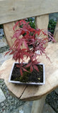 Japanese Maple (Acer Palmatum)