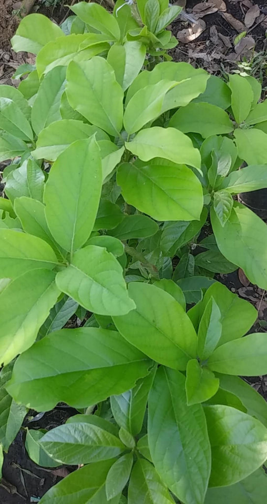 Reed Avocado – Lunti Plant Nursery