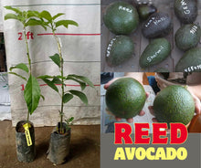 Reed Avocado