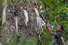 Almaciga (Agathis philippinensis)