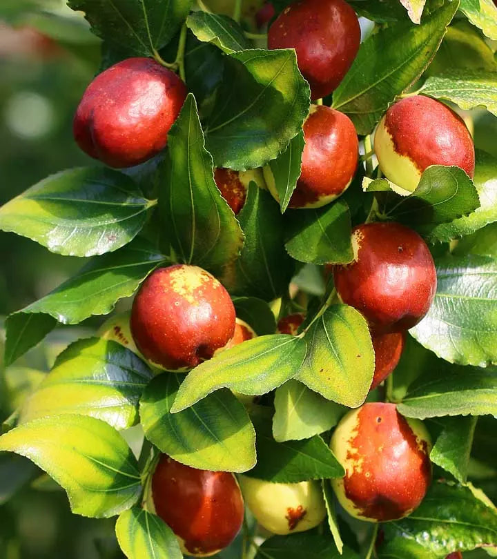Red Jujube, grafted