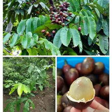 Matoa / Island Lychee