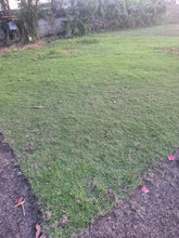 Bermuda Grass (per 10 square meter)