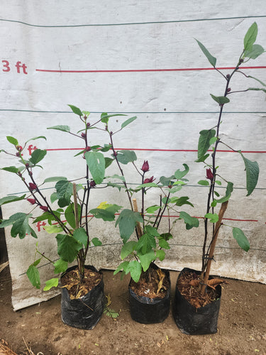 Roselle (Hibiscus sabdariffa) seedling