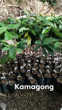 Kamagong / Mabolo Tree Seedling