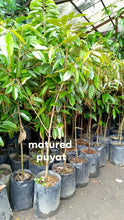 Durian grafted seedling (Puyat variety)