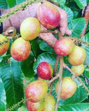 Matoa / Island Lychee