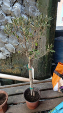 Olive Trees (Koroneiki variety, marcotted)