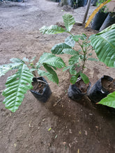 Matoa / Island Lychee