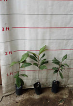 Loquat seedling