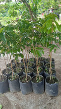 Longkong Lanzones (Doubleroot-stock grafted)