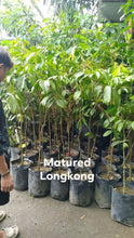 Lanzones (seedless, longkong variety)