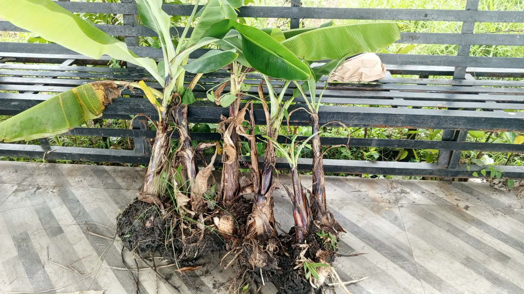 Dwarf Lakatan (suwi / rhizome)