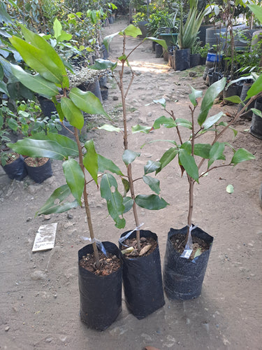 Lychee (Marcotted Seedlings)