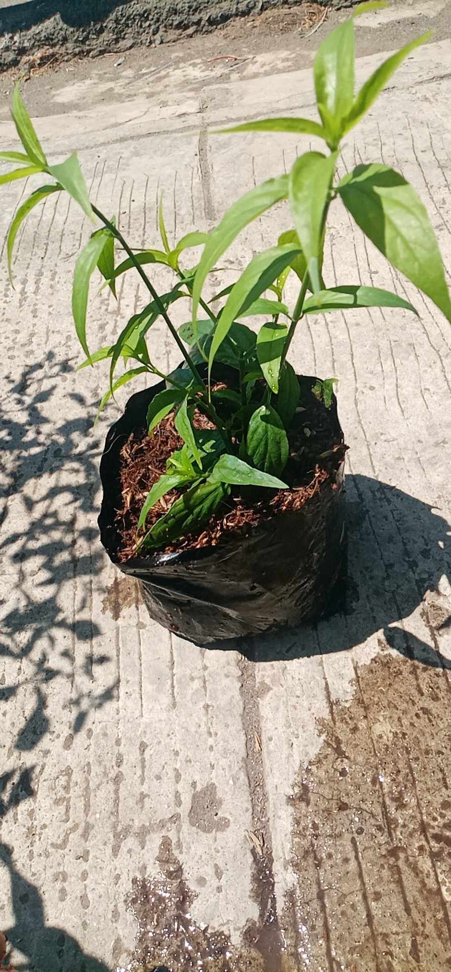 Sabah Snake Grass – Lunti Plant Nursery