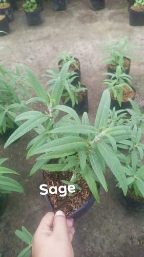 Sage seedling