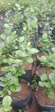 Double-petal Sampaguita / Kampupot