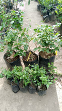 Native Sampaguita