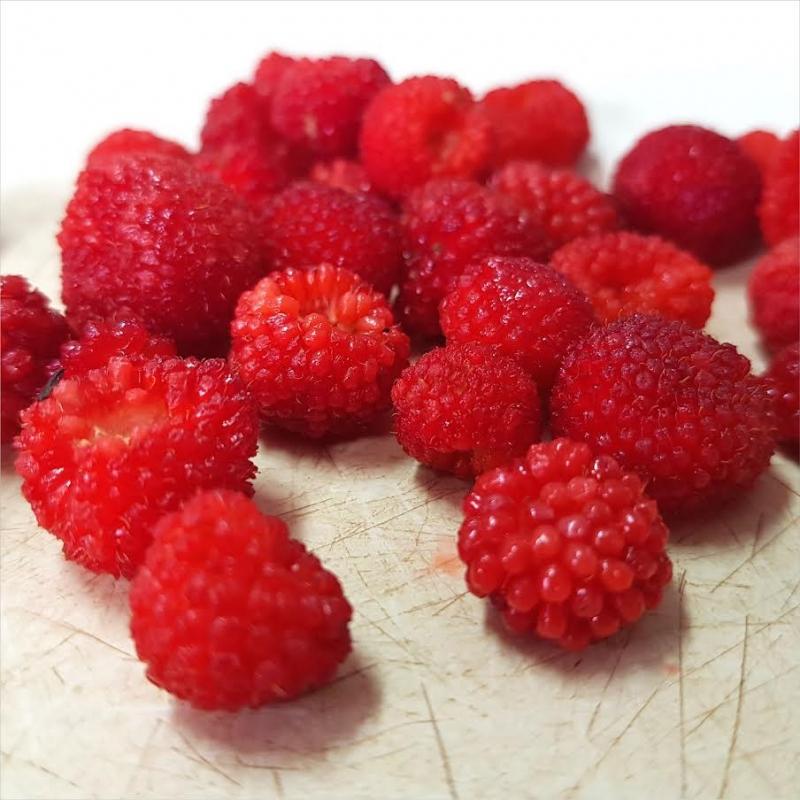 Wild Raspberry / Sapinit