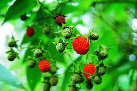 Wild Raspberry / Sapinit β Lunti Plant Nursery