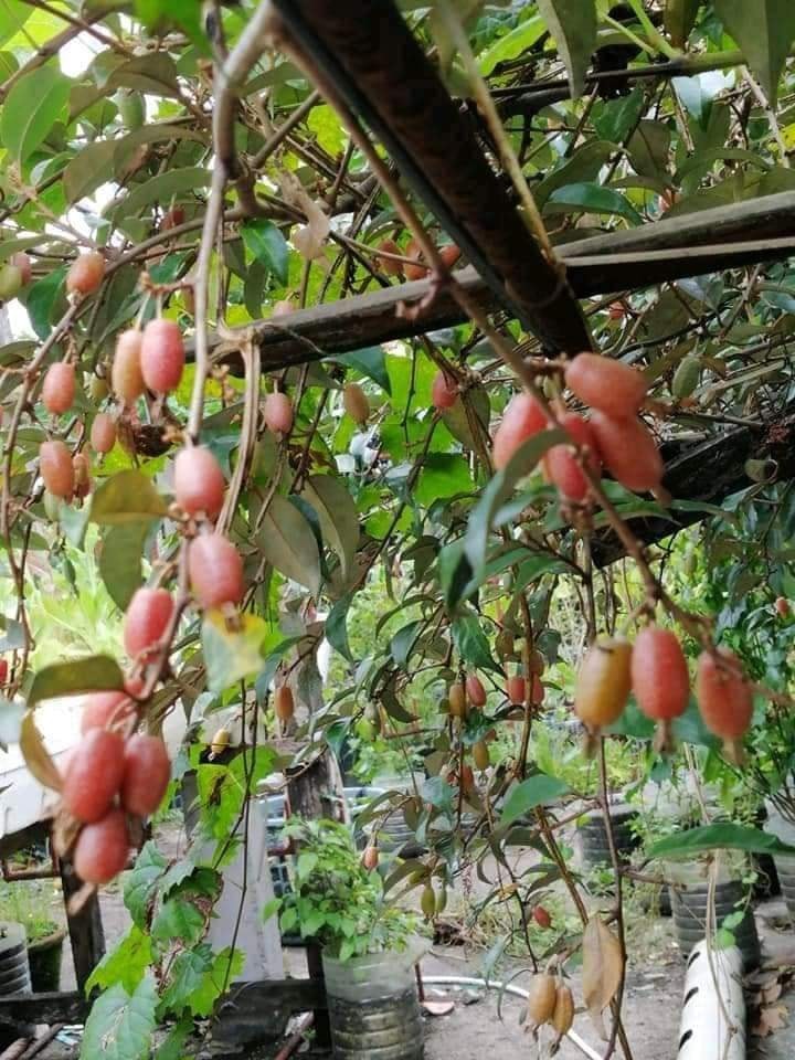 Silver Berry – Lunti Plant Nursery