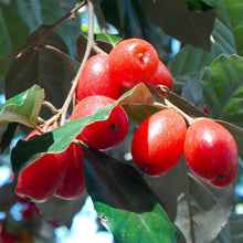 Silver Berry