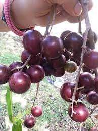 Sterlitamakdagi fohishalarning suratlari Chet ellik porno rasmlar