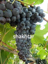 Shaktar Grapes