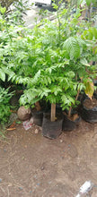 Sineguelas / Spanish Plum Seedling