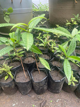 Sweet Lipote / Baligang / Igot seedling